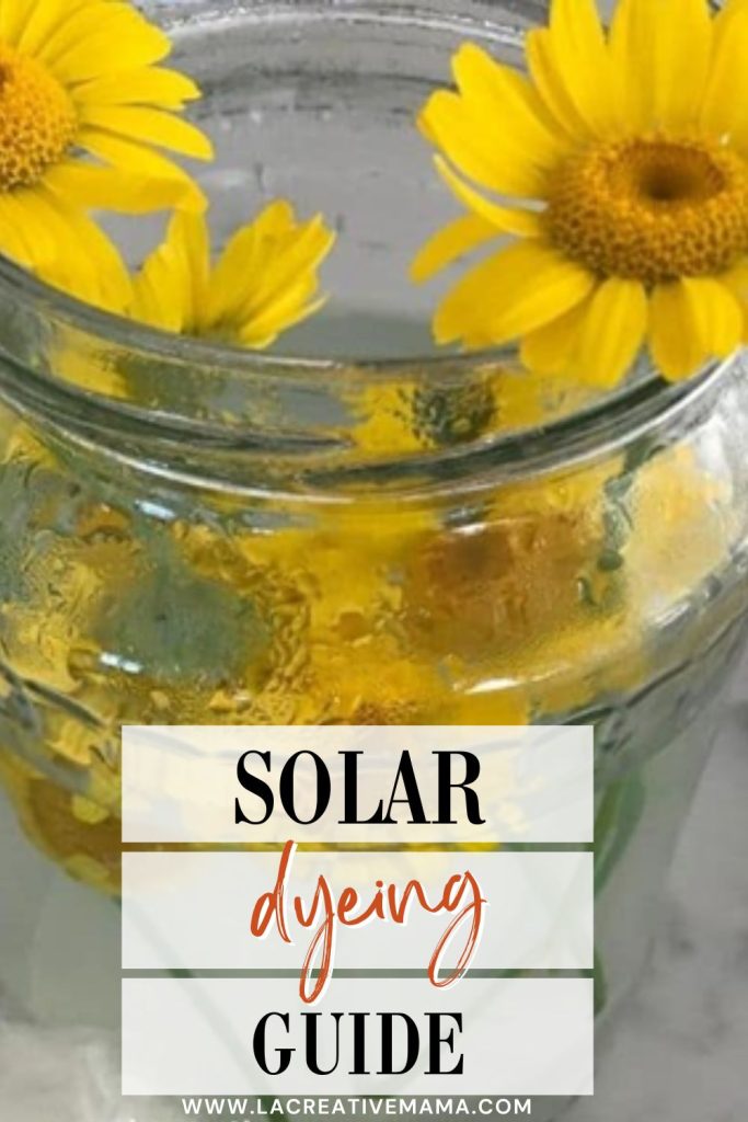 a glass jar with flowers such as dyers chamomile to create solar dyeing technique, dyeing the fabric and yarn by using the sun as the heat source.