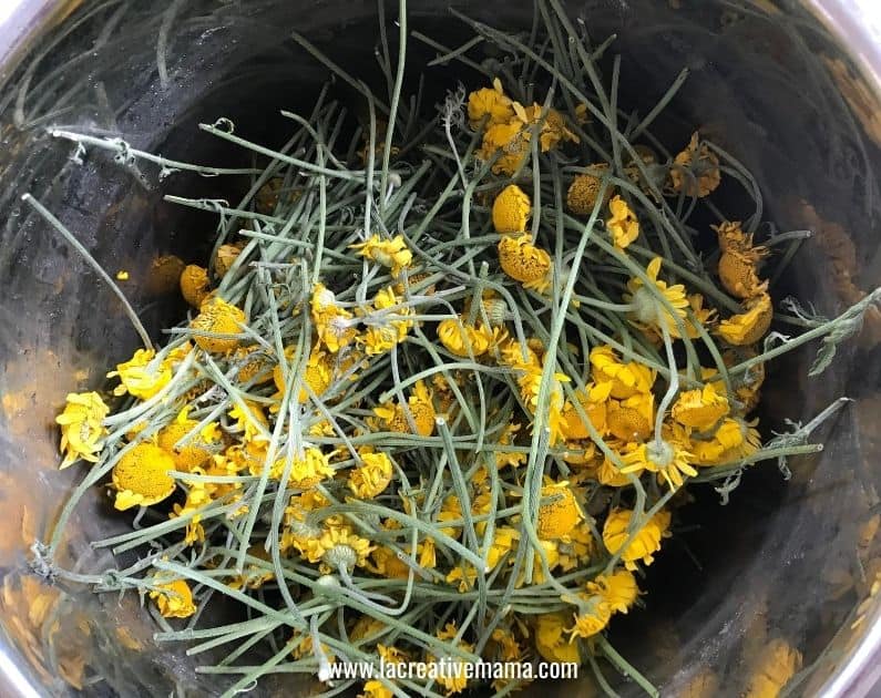 dyers chamomile solar dyeing 