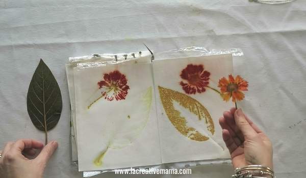 eco printing on paper using coreopsis flower and avocado leaves 