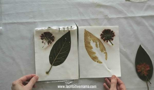 eco printing on paper using coreopsis flower and avocado leaves with ferrous sulfate