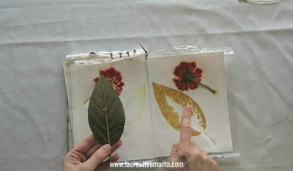 eco printing on paper using coreopsis flower and avocado leaves 