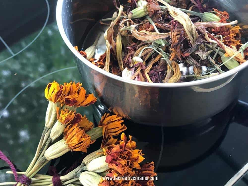 a bunch of dried marigolds ready to be used in natural dyeing 