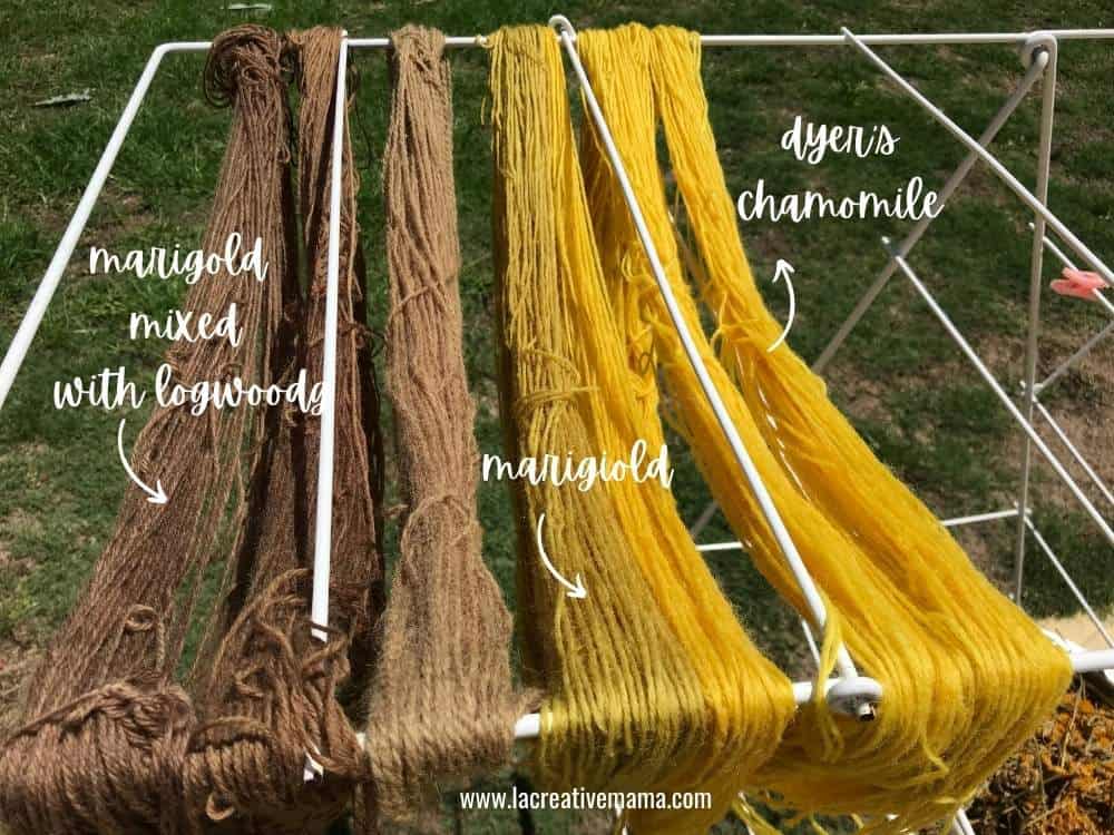yarn that has been dyes with logwood, marigold and dyers chamomile 