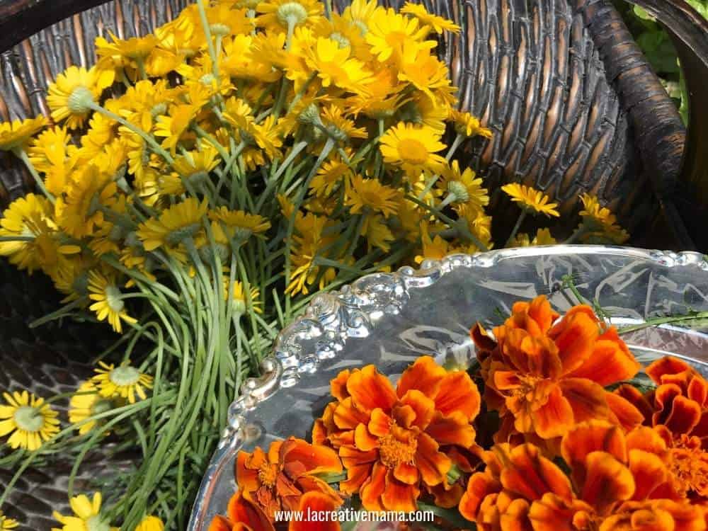 harvested marigold and dyer's chamomile flowers 