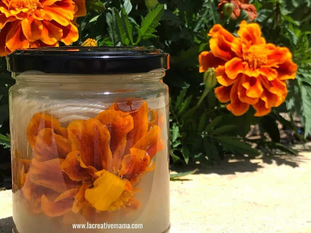 a jar of solar dyeing filled with wool yarn and marigolds sitting in the sun 