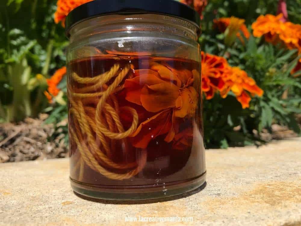 a jar of solar dyeing filled with wool yarn and marigolds sitting in the sun after 2 weeks 