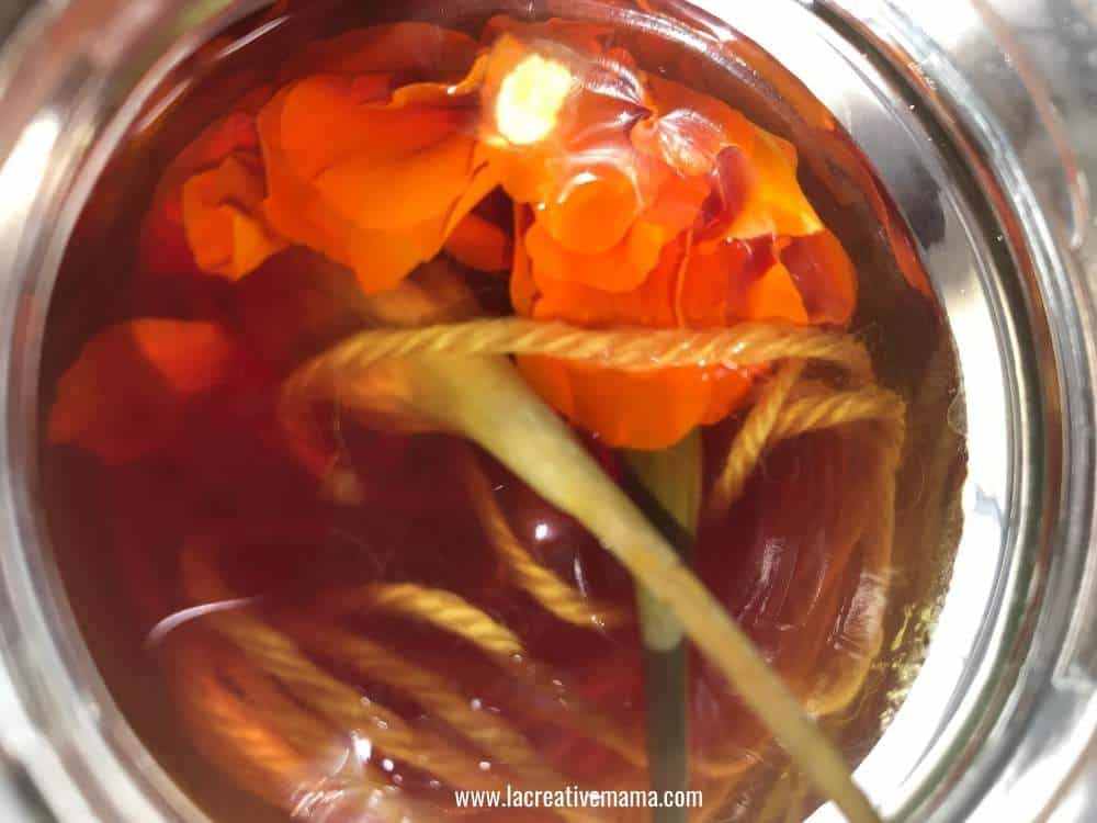 how to dye with marigolds using a  jar of solar dyeing filled with wool yarn and marigolds 