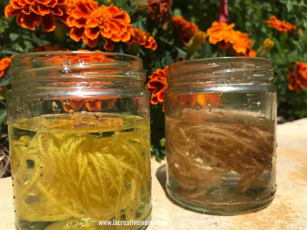 wool yarn dyed with marigolds and coffee with solar dyeing method 