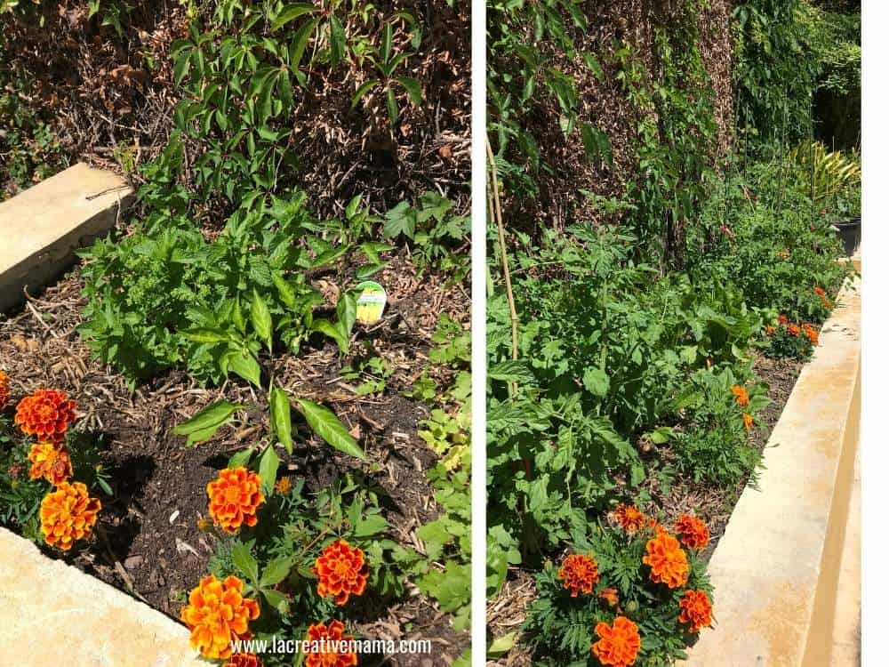 a vegetable garden as well as a dye flower  garden with marigolds 