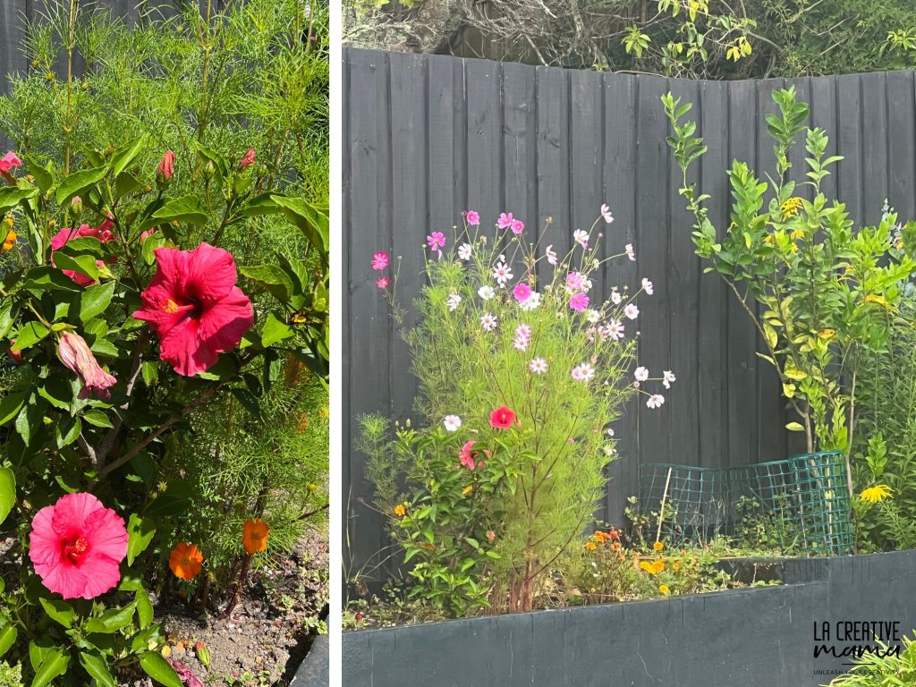 cosmos flower in my natural dye garden from la creative mama