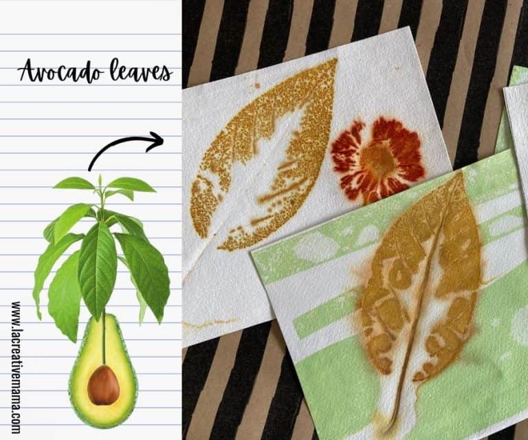 Best plants for Eco Printing (on fabric and paper) La creative mama