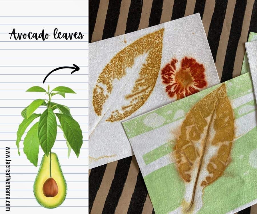 Avocado leaves for eco printing. Samples of fabric printed using avocado leaves  