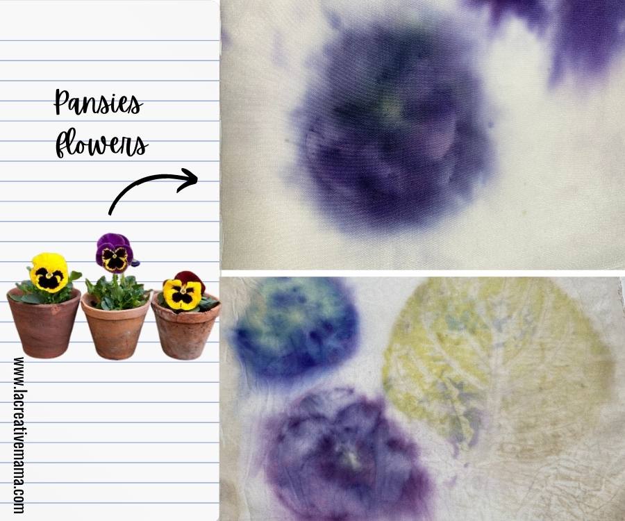 pansies flowers for eco printing. Samples of fabric printed using pansies flowers