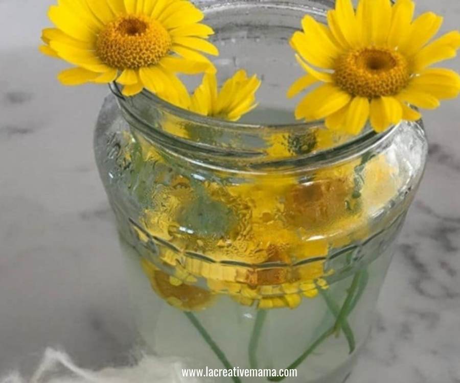 dyer chamomile flowers inside a jar ready to be used using solar dyeing method