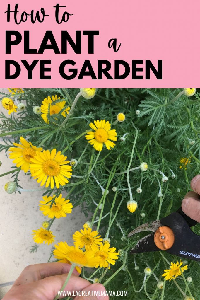 dyers chamomile flowers growing in the garden 