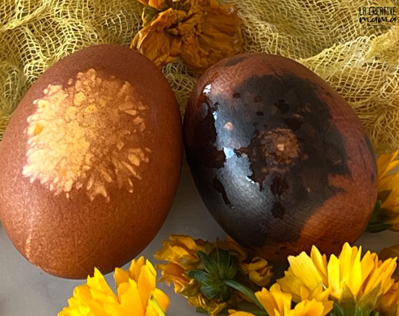 2 eggs which have been eco printed using coreopsis flowers and iron water 