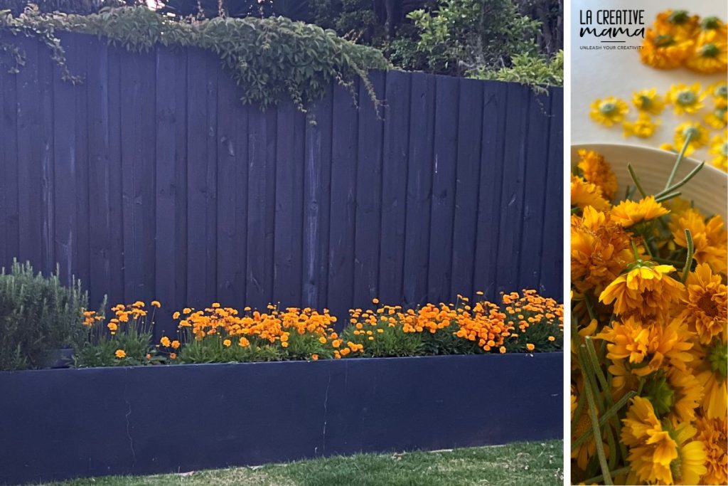 coreopsis tickseed flowers in full bloom growing in natural dye garden