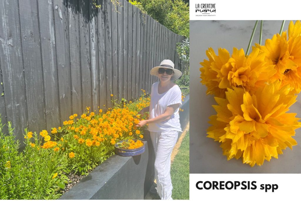 two varieties of coreopsis tickseed flowers used for natural dyeing and eco printing showing petal differences