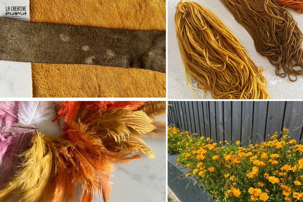 merino wool dyed with coreopsis natural dye showing warm yellow color