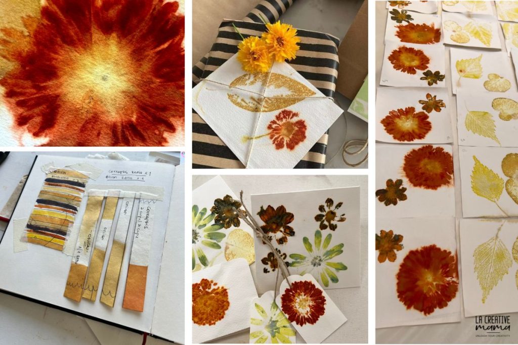 coreopsis flowers eco printed on paper producing bright orange red botanical prints
