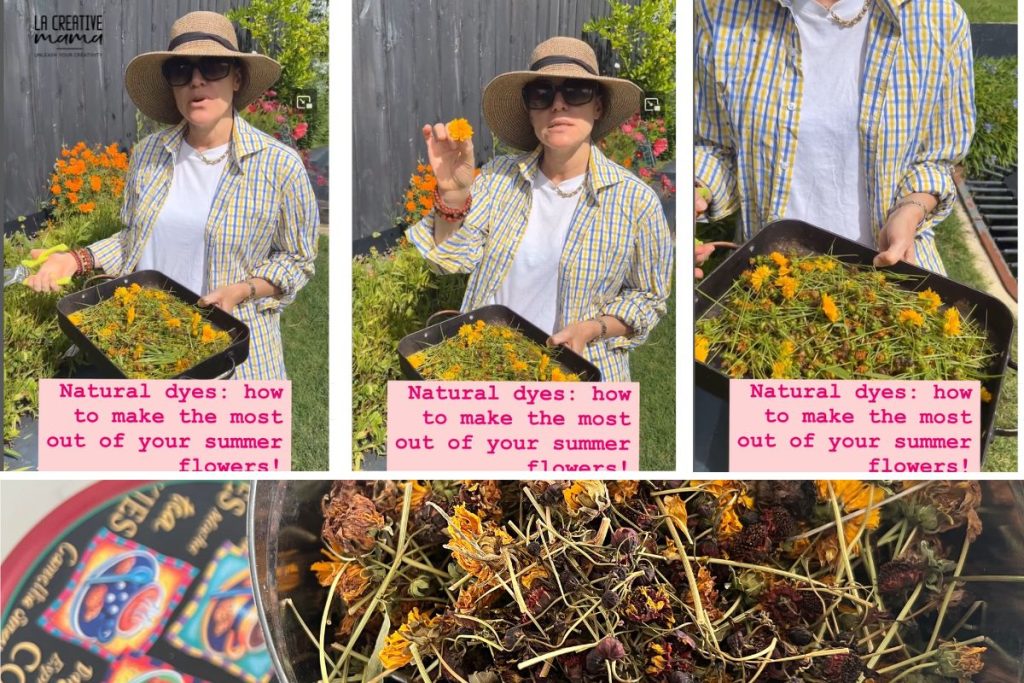 dried coreopsis flower heads harvested from garden for natural dye storage