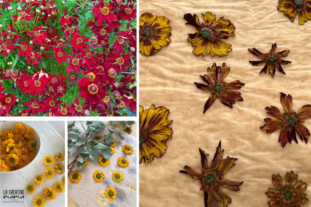coreopsis flowers pressed flat on baking paper to dry for eco printing storage