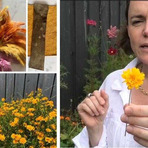 coreopsis natural dye results on fabric yarn and paper by La Creative Mama